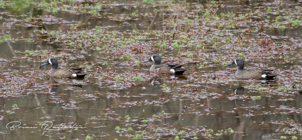 Blue-winged Teal - Brian Ratledge