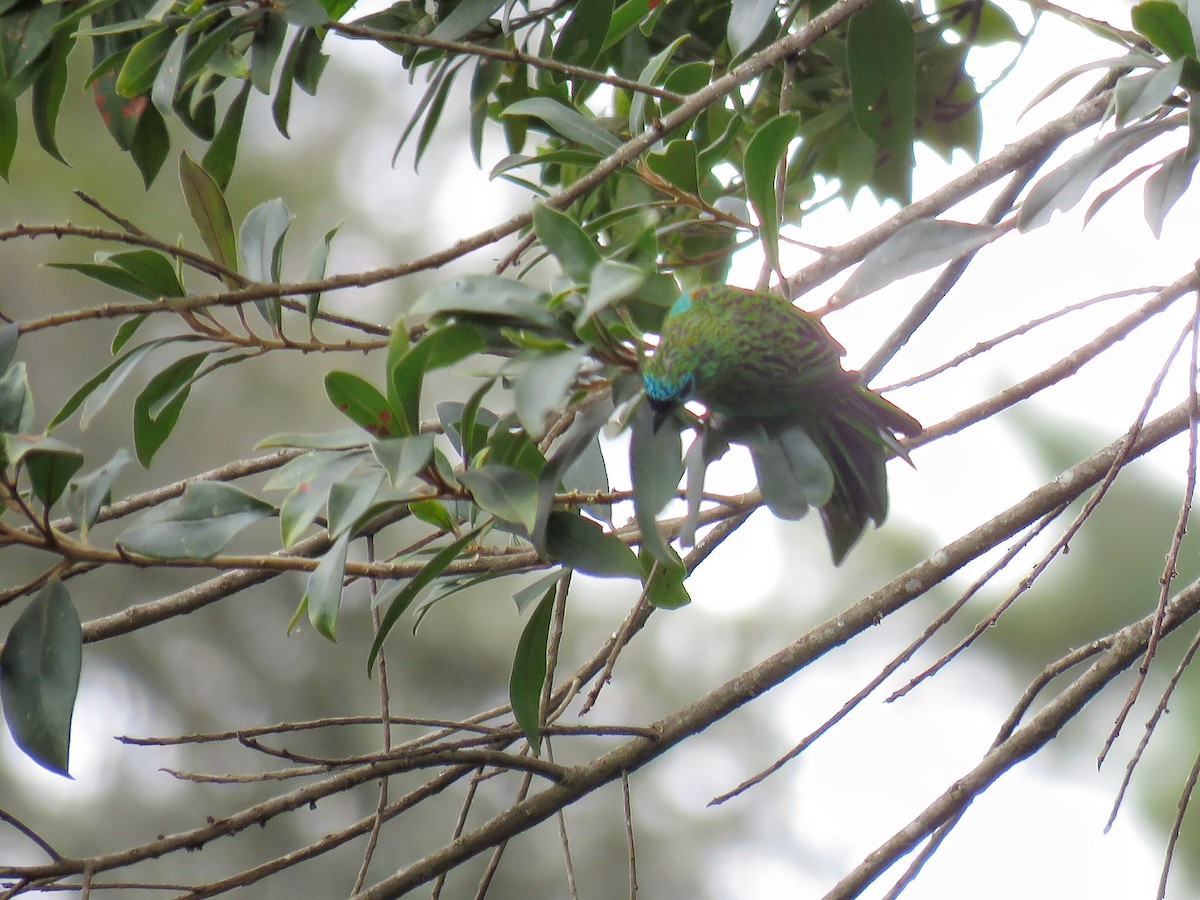 Brassy-breasted Tanager - ML148254421