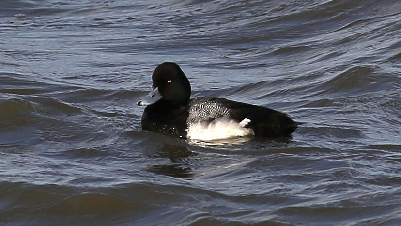 Lesser Scaup - David Sarkozi cc