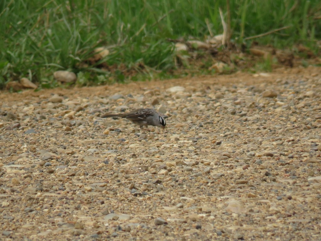 White-crowned Sparrow - ML148256421