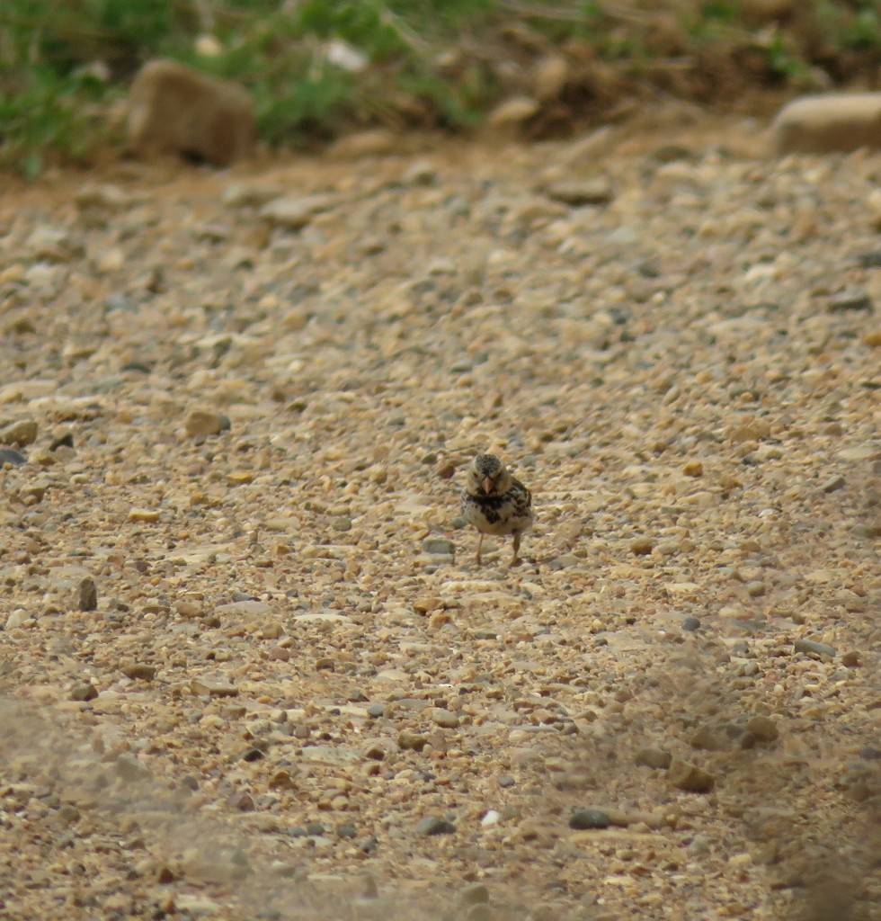 Harris's Sparrow - ML148256501