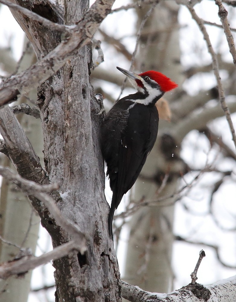 Pileated Woodpecker - ML148256551