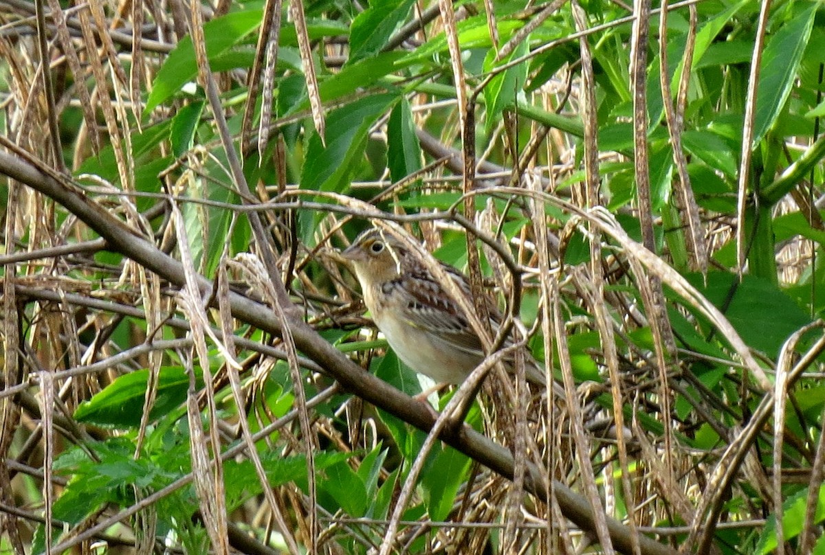 Grasshopper Sparrow - ML148259921