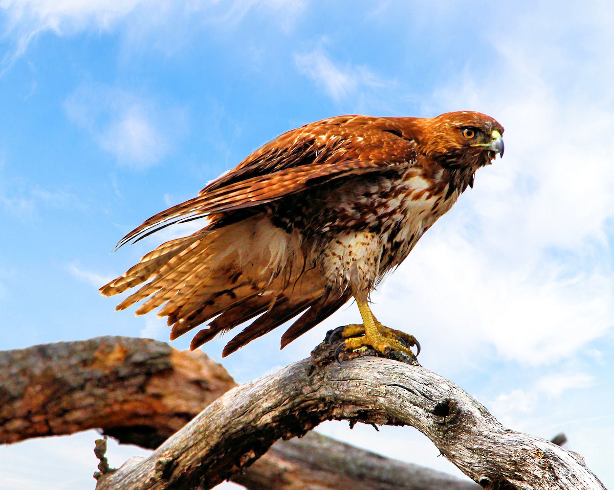 Red-tailed Hawk - ML148260491