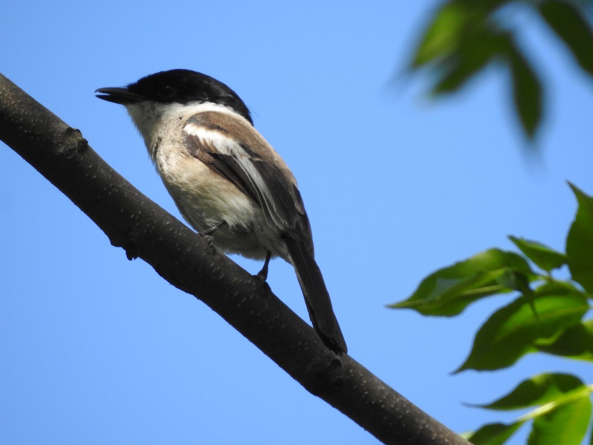 Bar-winged Flycatcher-shrike - ML148262161