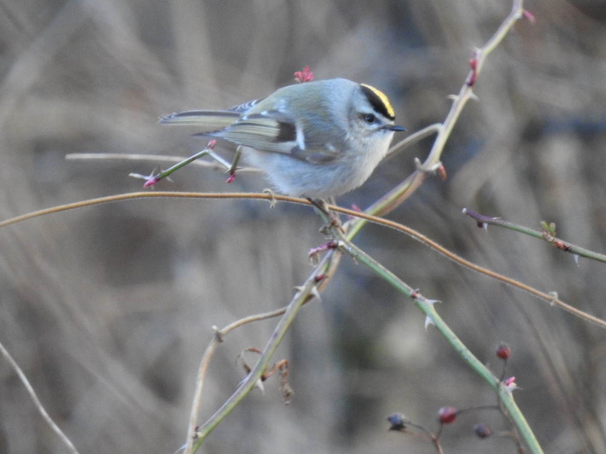 Golden-crowned Kinglet - ML148262511