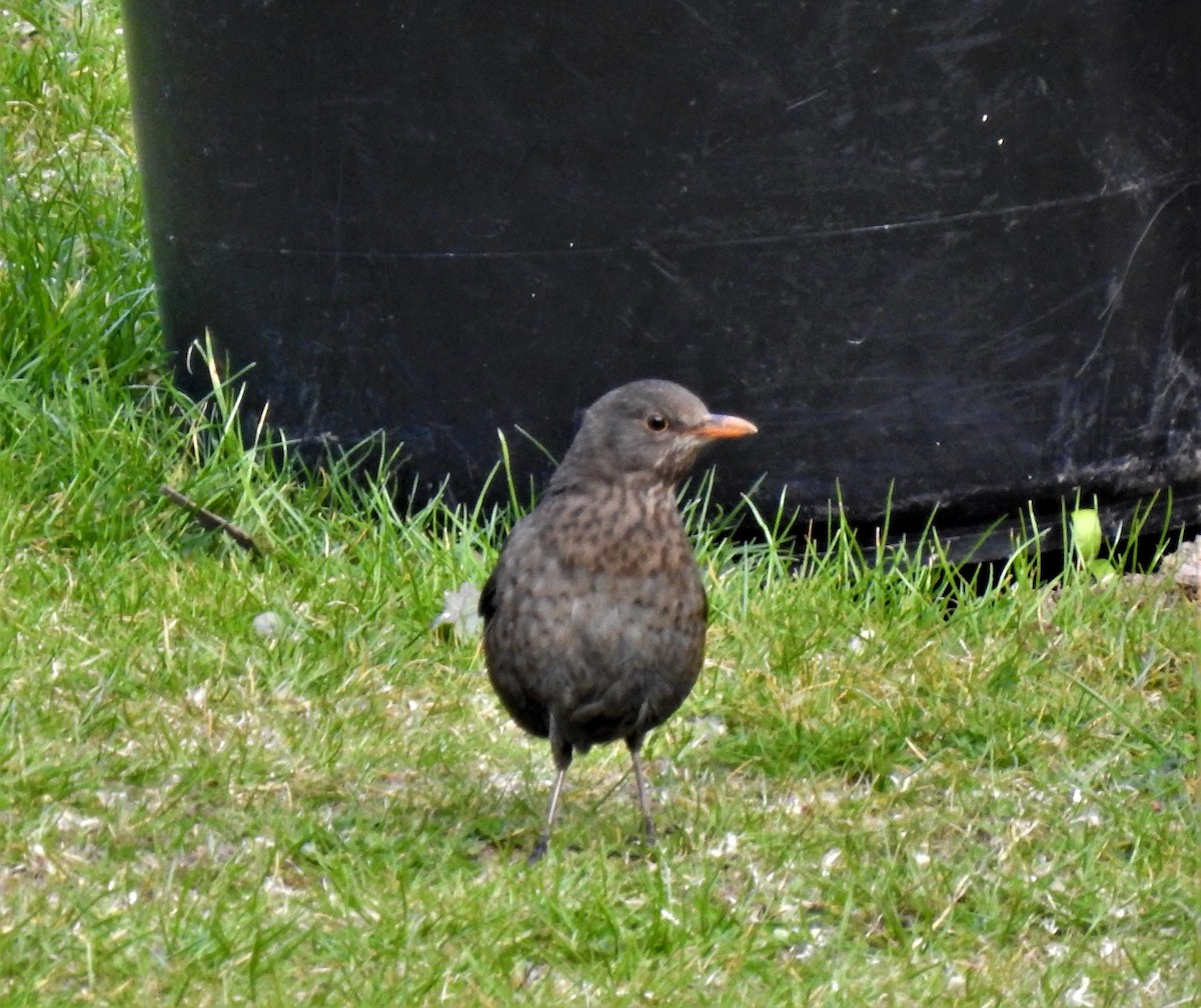 Eurasian Blackbird - ML148262851