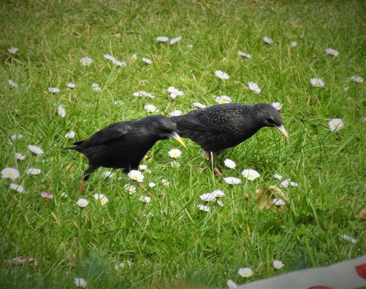 Spotless Starling - ML148262911