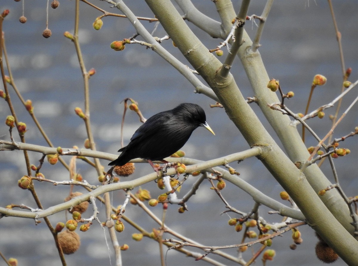 Spotless Starling - ML148262921