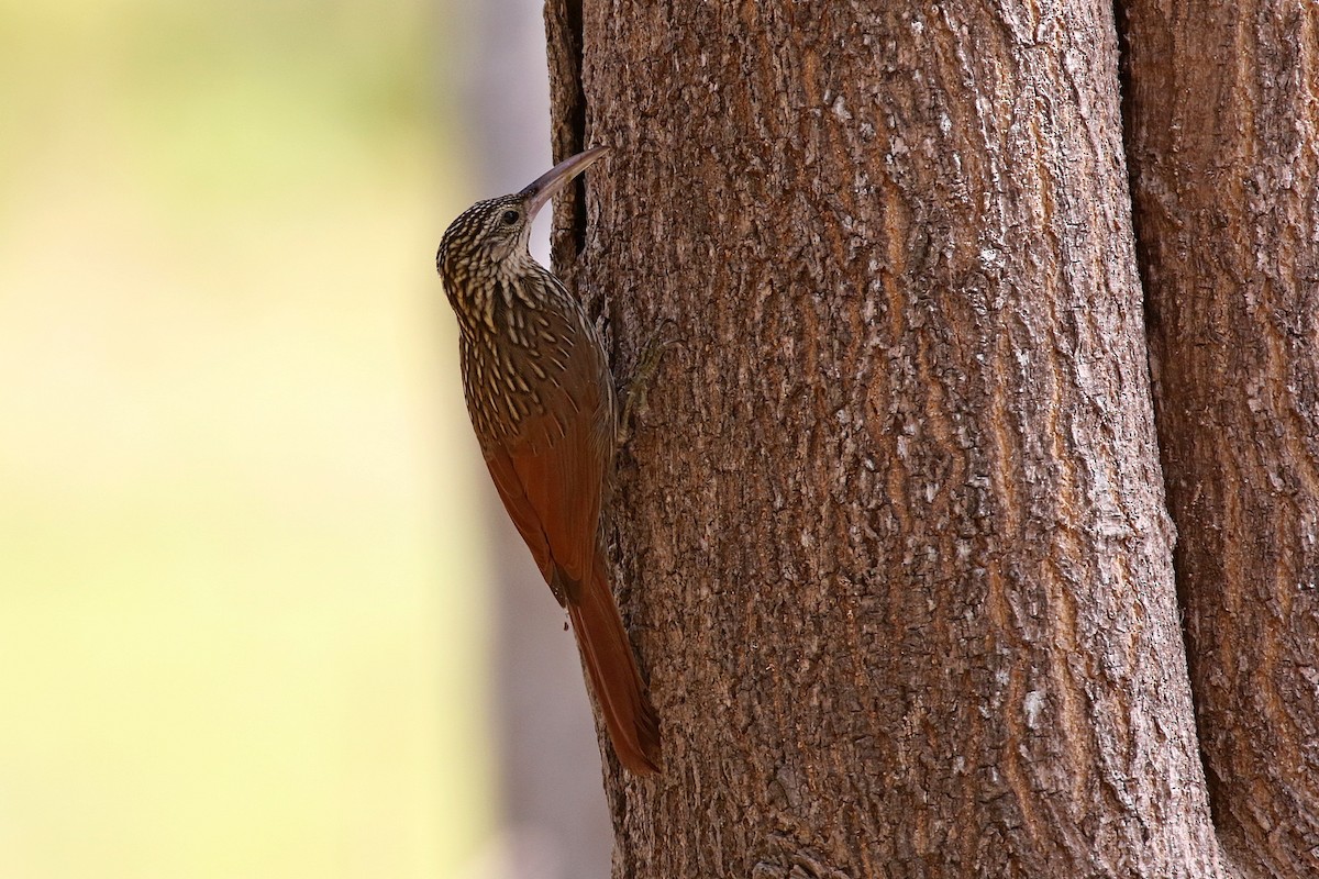 Ivory-billed Woodcreeper - Laval Roy
