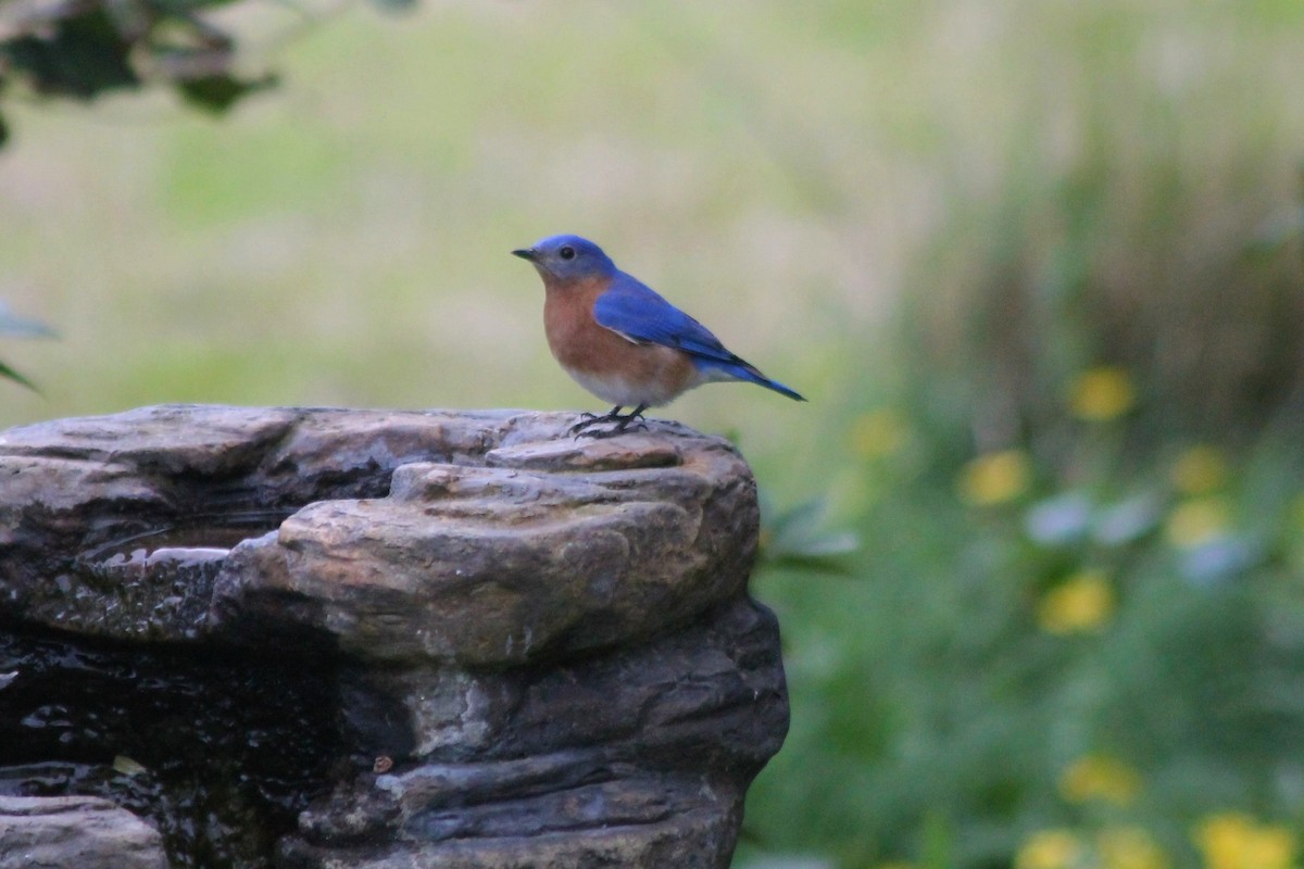 Eastern Bluebird - ML148263071