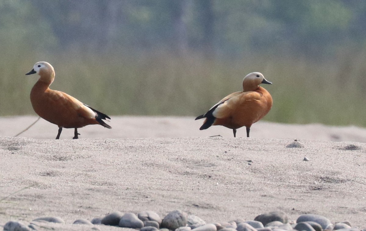 Ruddy Shelduck - Loch Kilpatrick