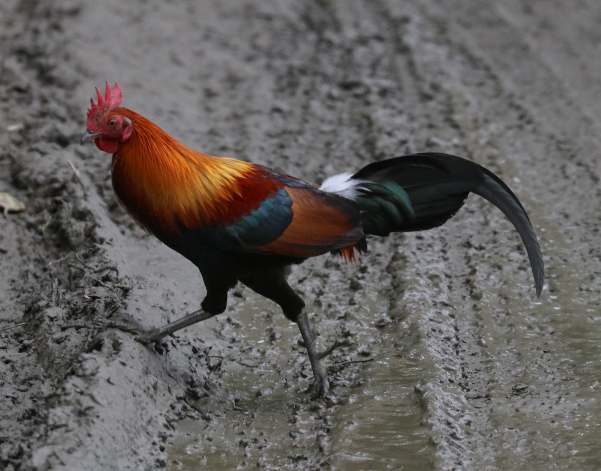 Red Junglefowl - Loch Kilpatrick