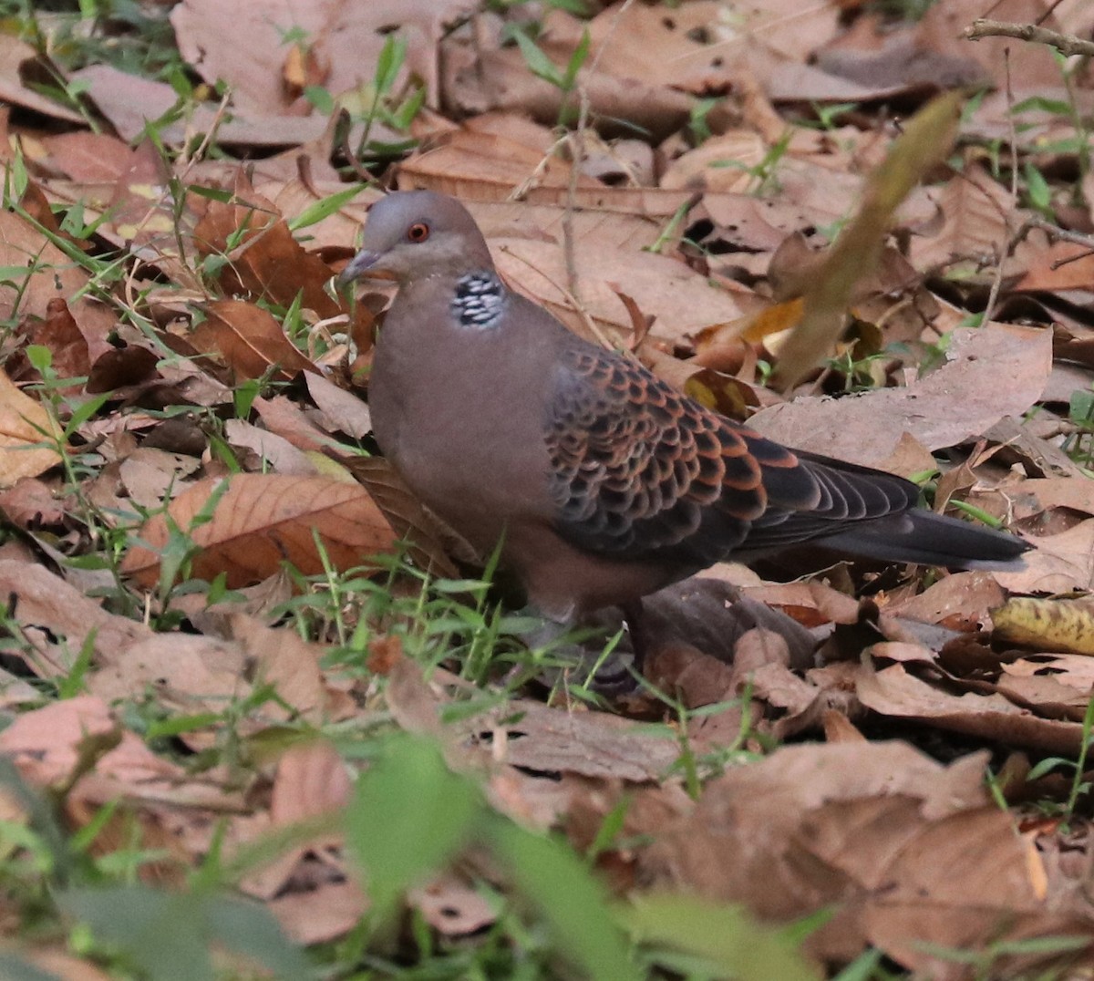 Oriental Turtle-Dove - ML148264601