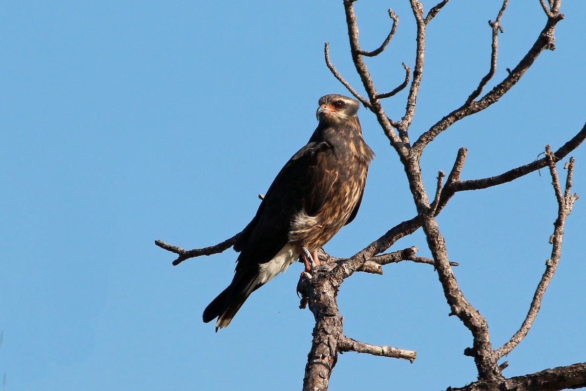 Schneckenbussard - ML148266111