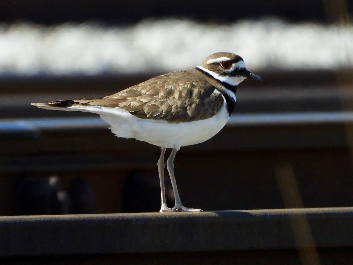 Killdeer - Lee Funderburg