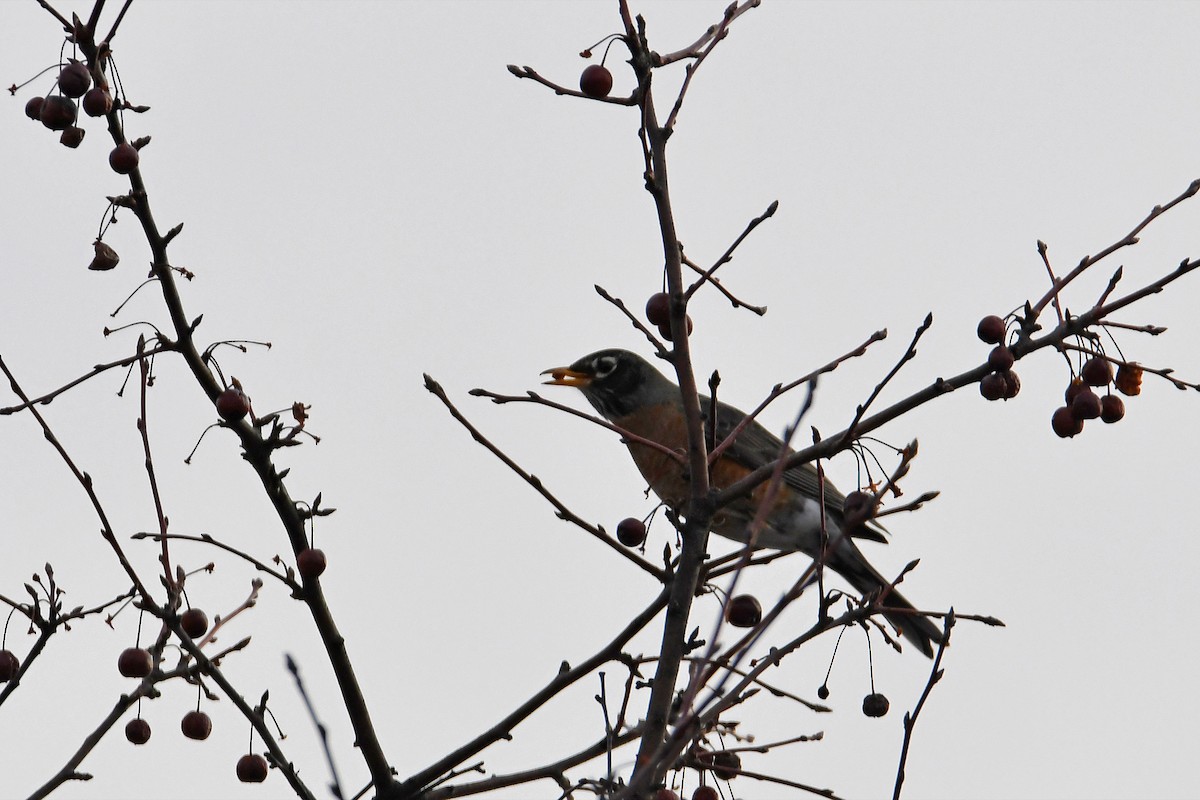 American Robin - Brian Henderson