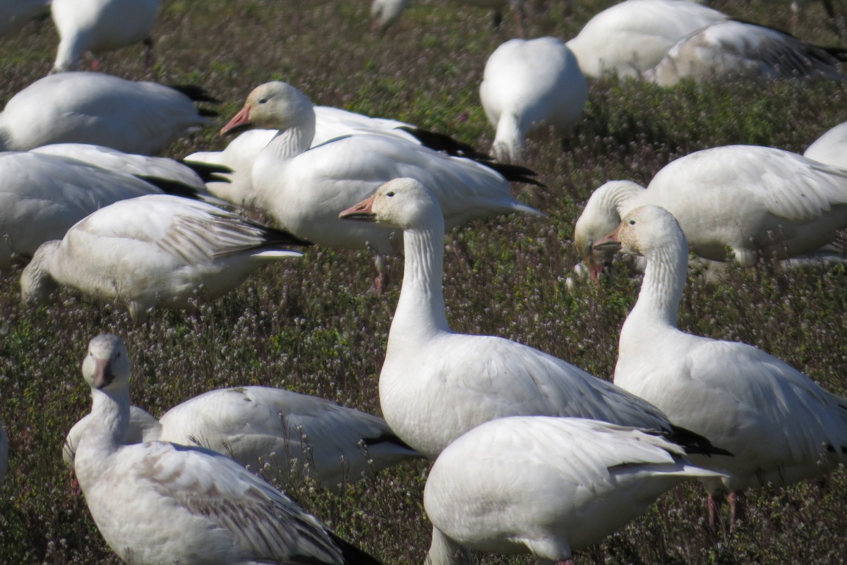 Snow Goose - ML148268891