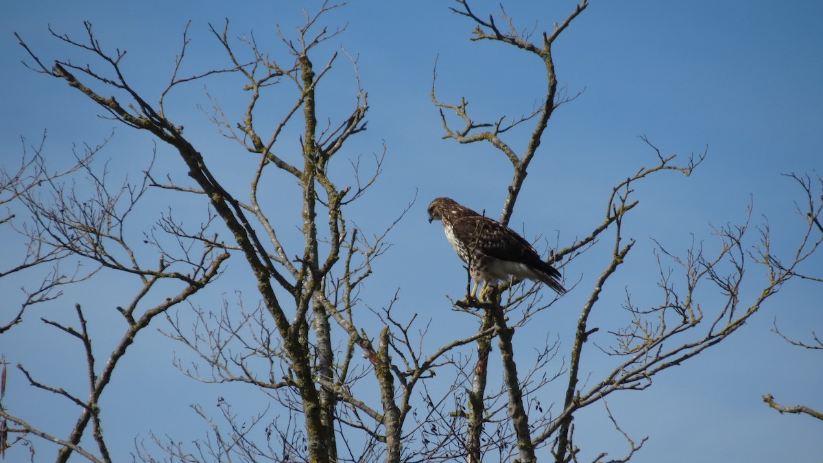 Rotschwanzbussard - ML148269871