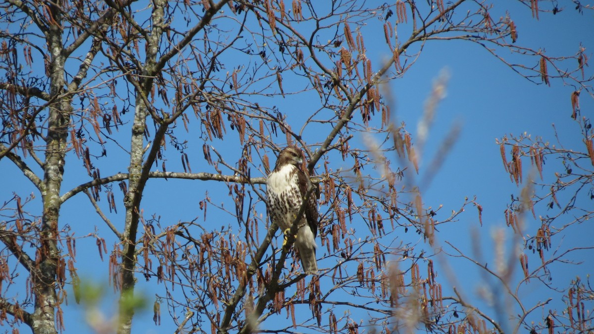 Rotschwanzbussard - ML148269901