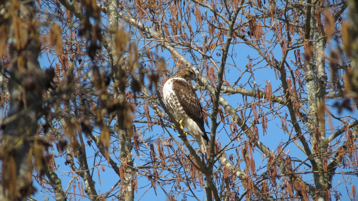 Red-tailed Hawk - Susan Savage