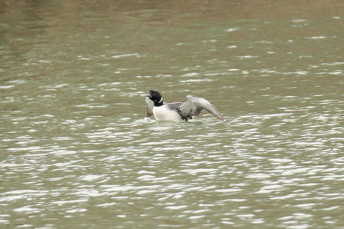 Common Loon - ML148271011