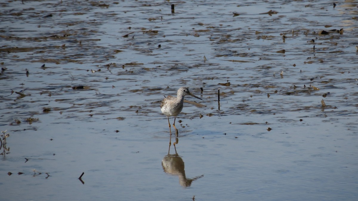 Greater Yellowlegs - ML148271021