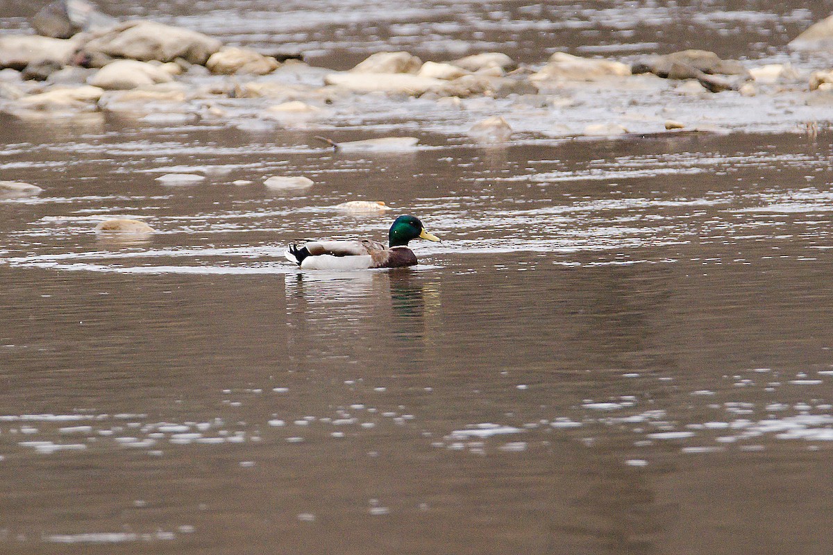 Mallard - ML148271411