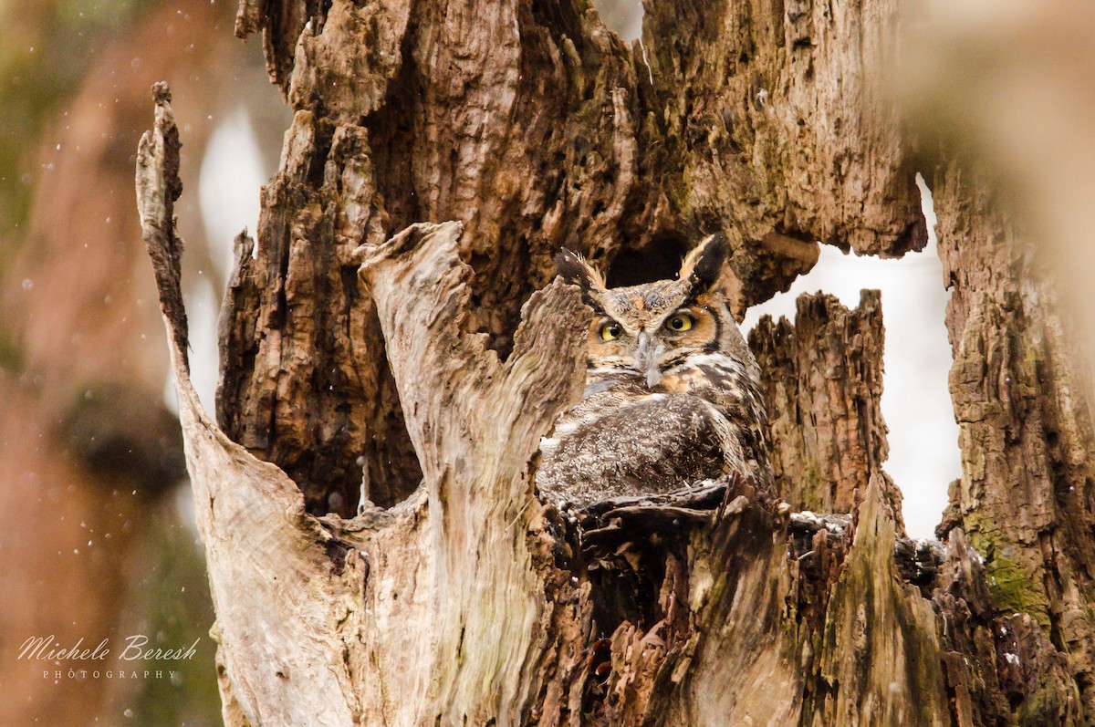 Great Horned Owl - ML148271661