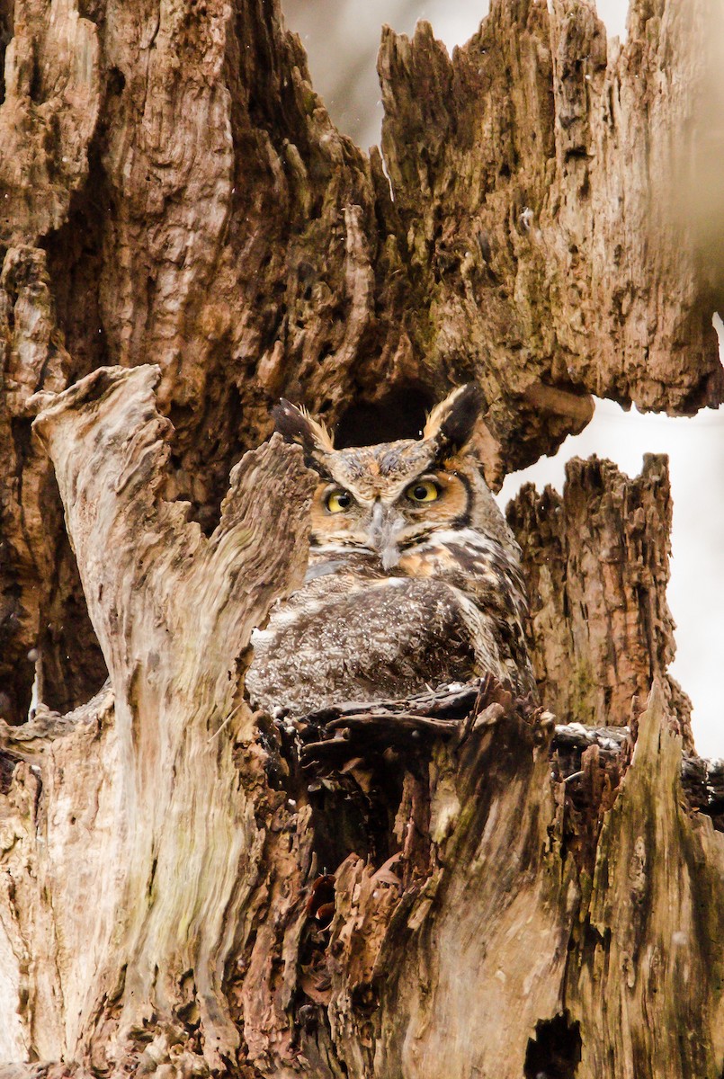 Great Horned Owl - ML148271671