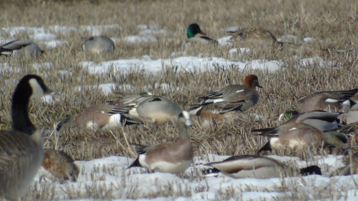 Fischione - ML148272521