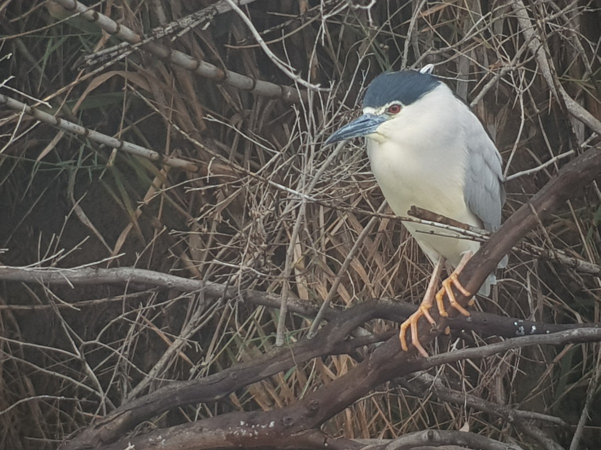 Black-crowned Night Heron - ML148272631