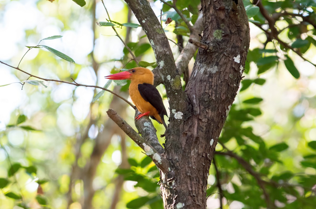 Brown-winged Kingfisher - Shailesh Pinto