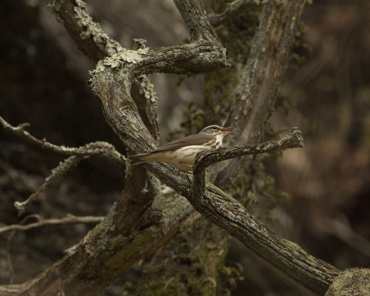 Louisiana Waterthrush - ML148274361