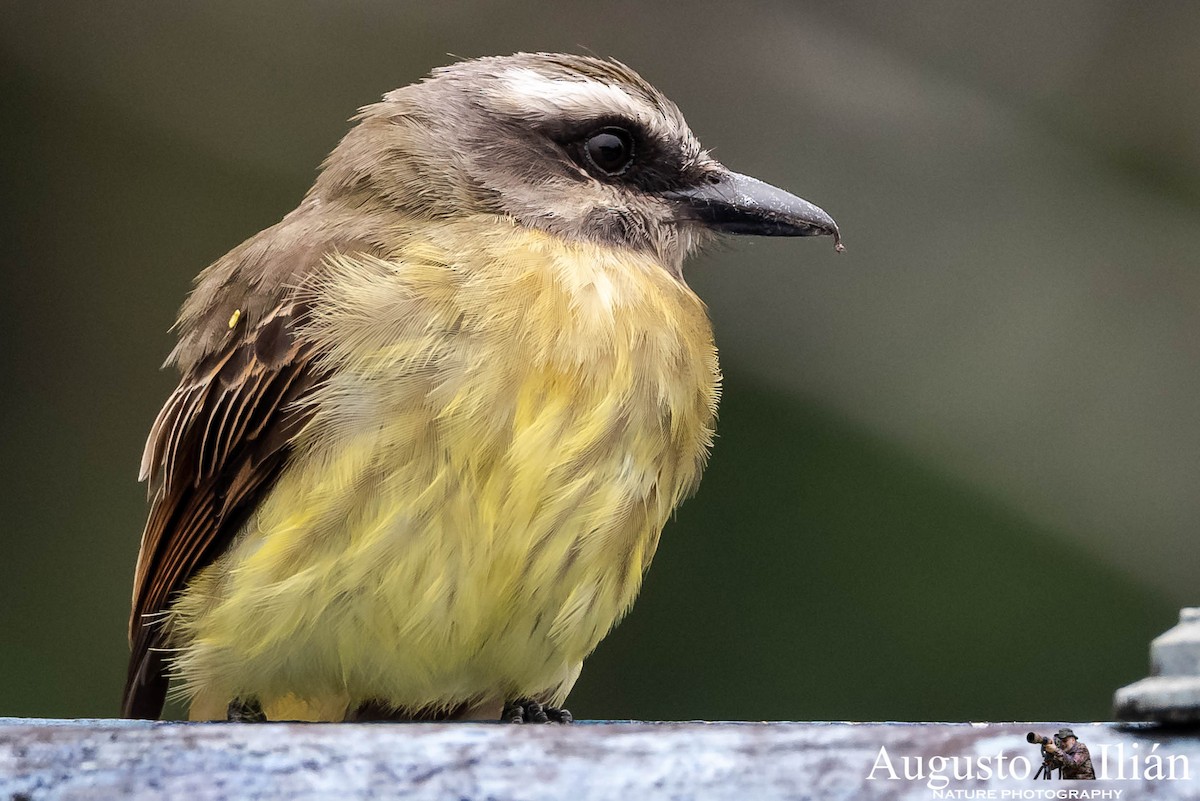 Golden-bellied Flycatcher - Augusto Ilian