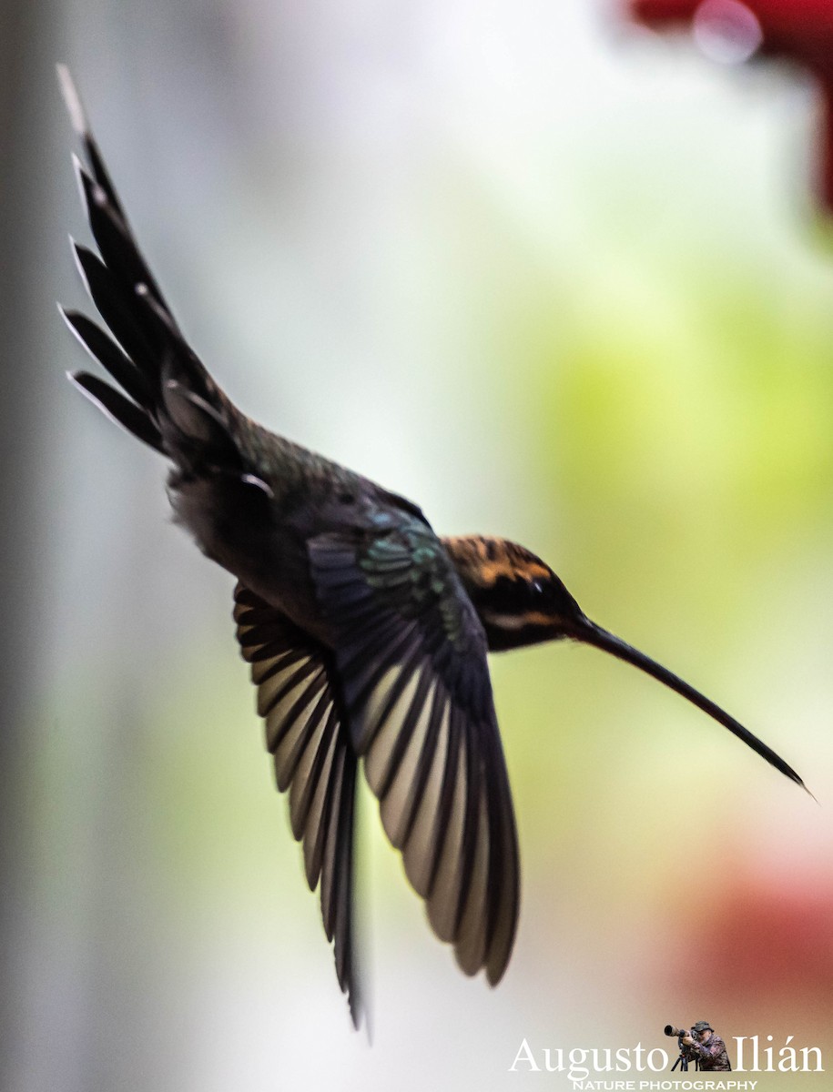 kolibřík šedobřichý - ML148275541