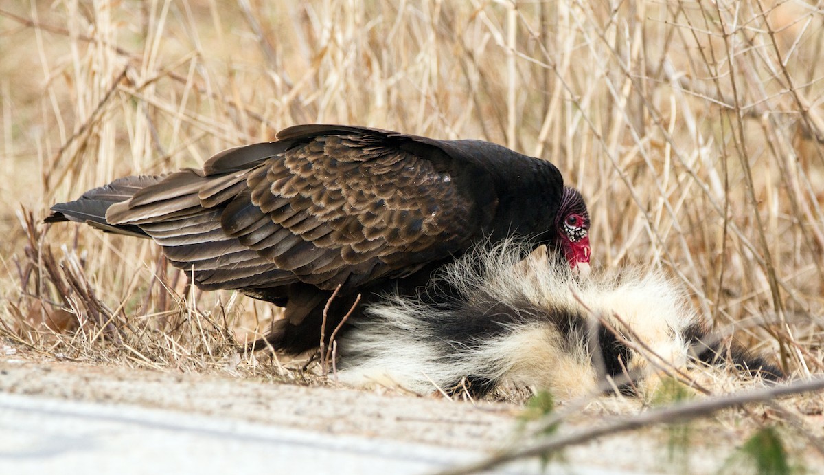 kondor krocanovitý - ML148276081