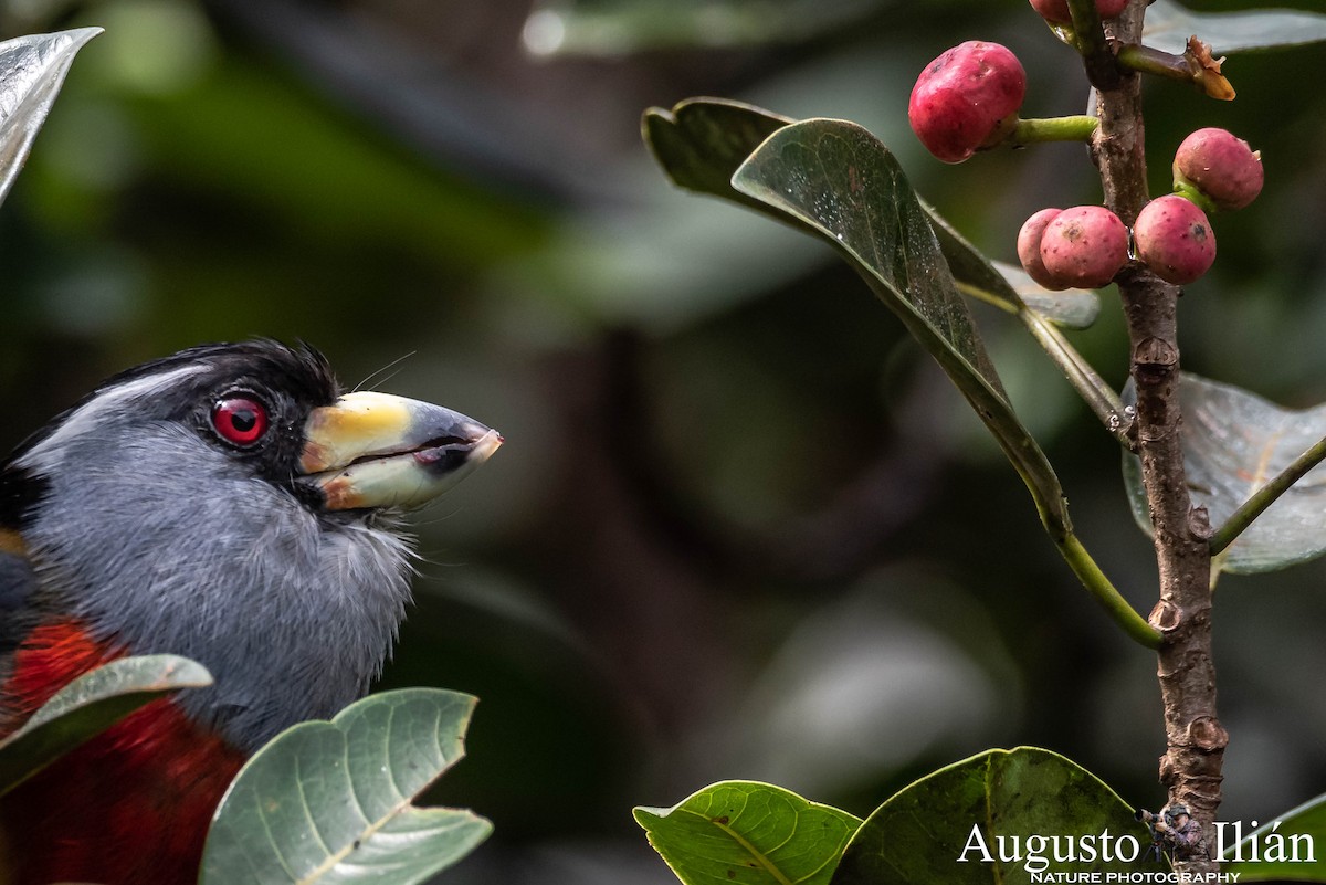 Toucan Barbet - ML148277461