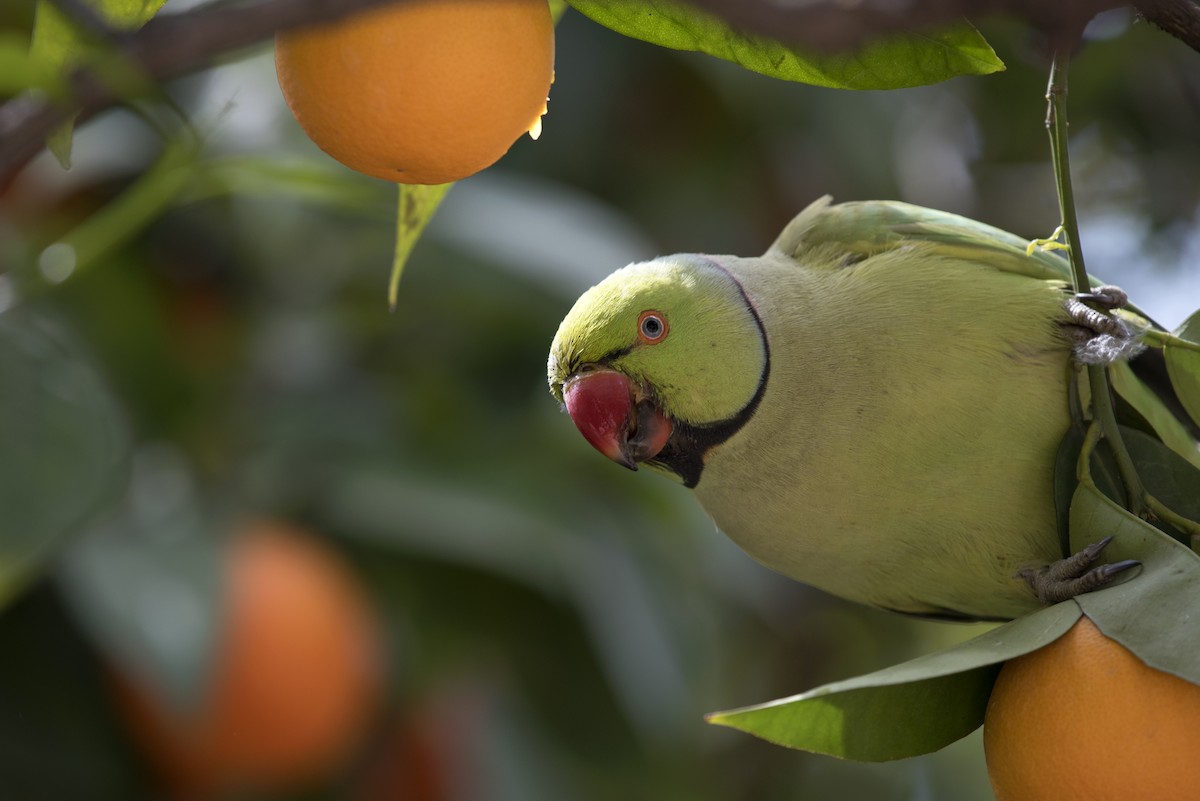 Rose-ringed Parakeet - ML148277471