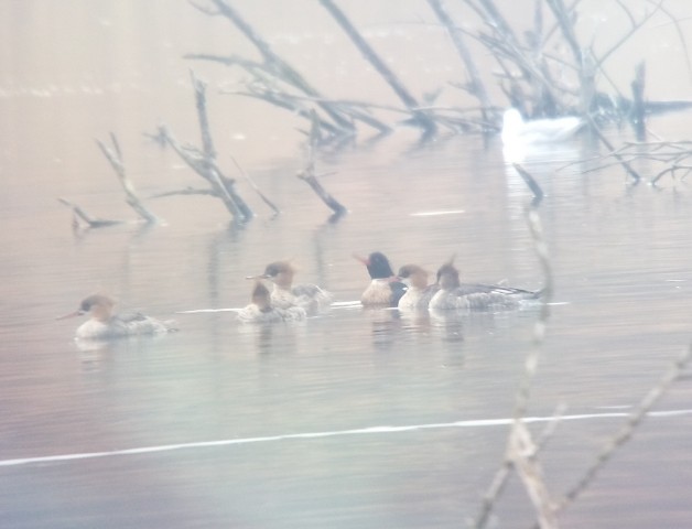 Red-breasted Merganser - ML148278221