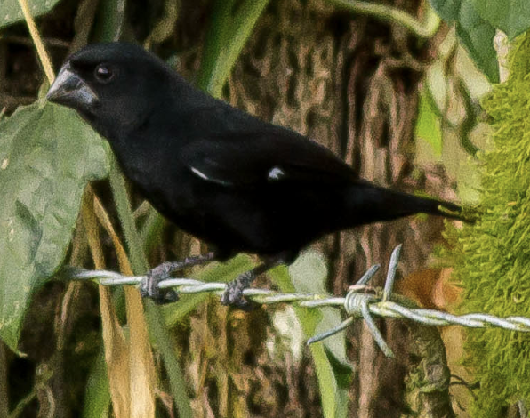 Thick-billed Seed-Finch - Anders Wiig  Nielsen