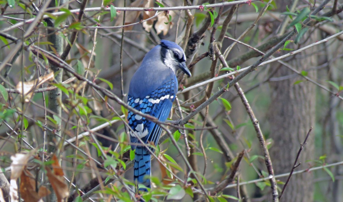 Blue Jay - ML148279221