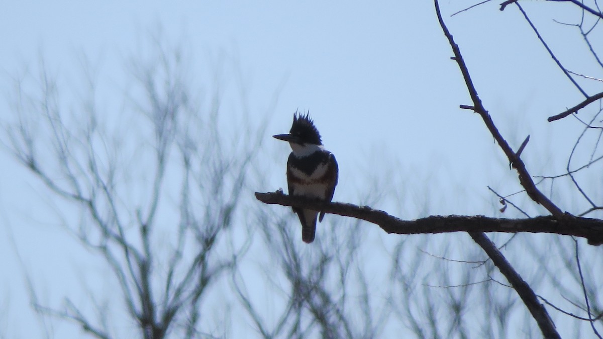 Belted Kingfisher - ML148281111