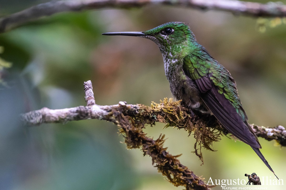 White-necked Jacobin - Augusto Ilian