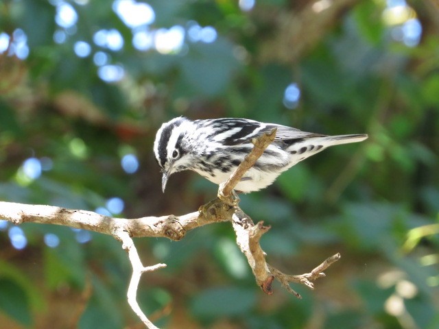Black-and-white Warbler - ML148285001