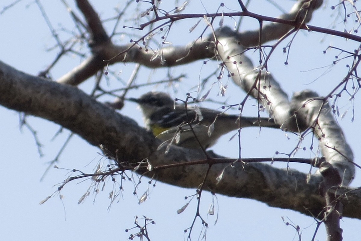 Yellow-rumped Warbler - ML148285381