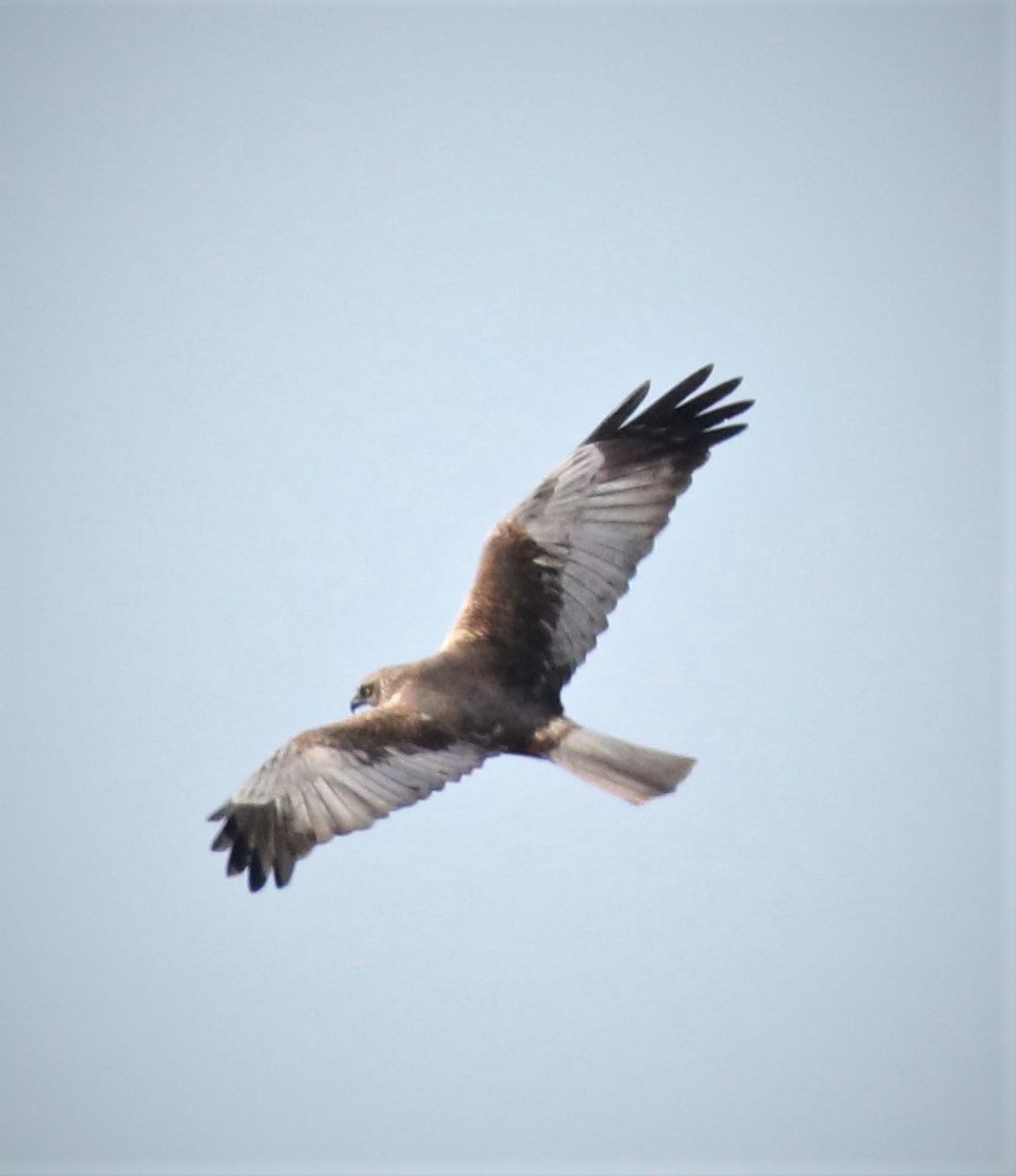 Western Marsh Harrier - ML148286981