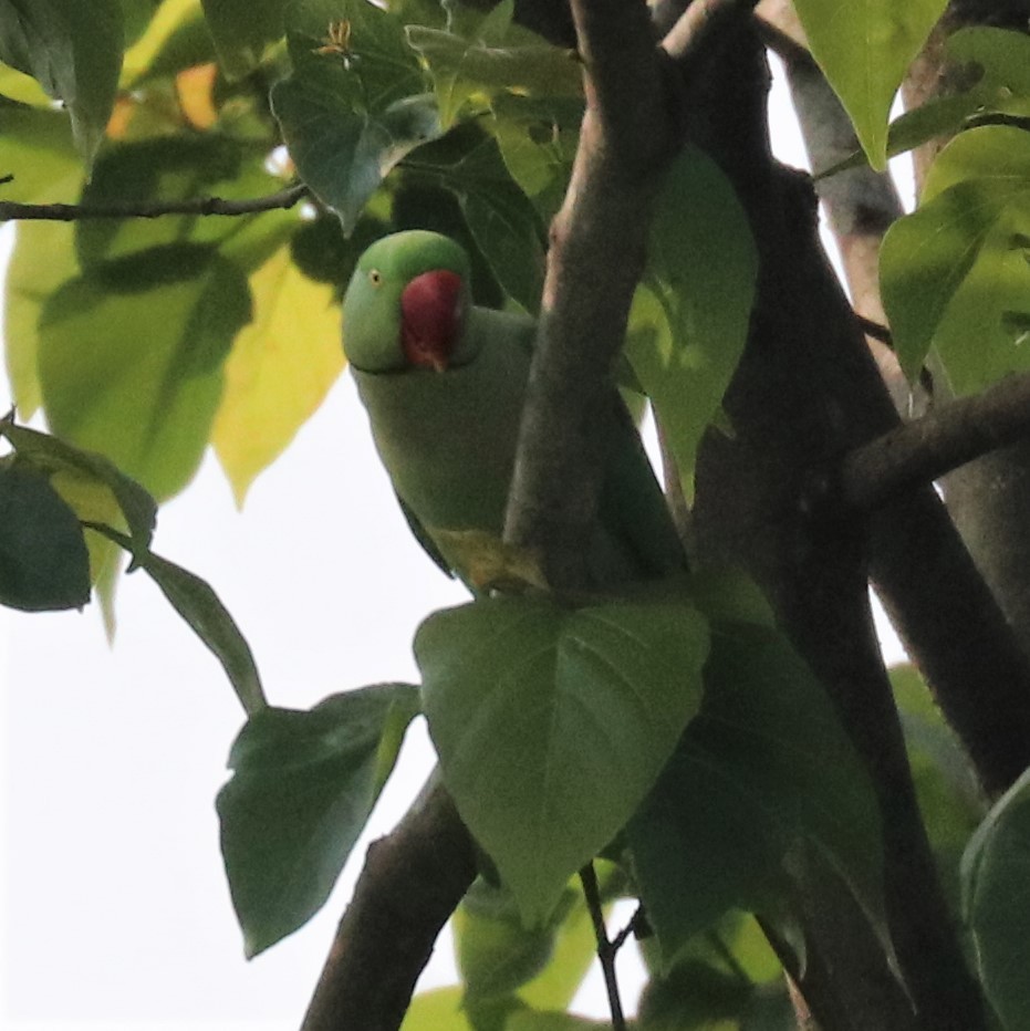 Alexandrine Parakeet - ML148287181