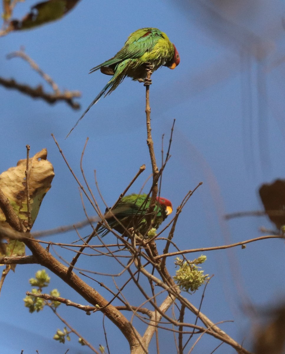 Blossom-headed Parakeet - ML148287631