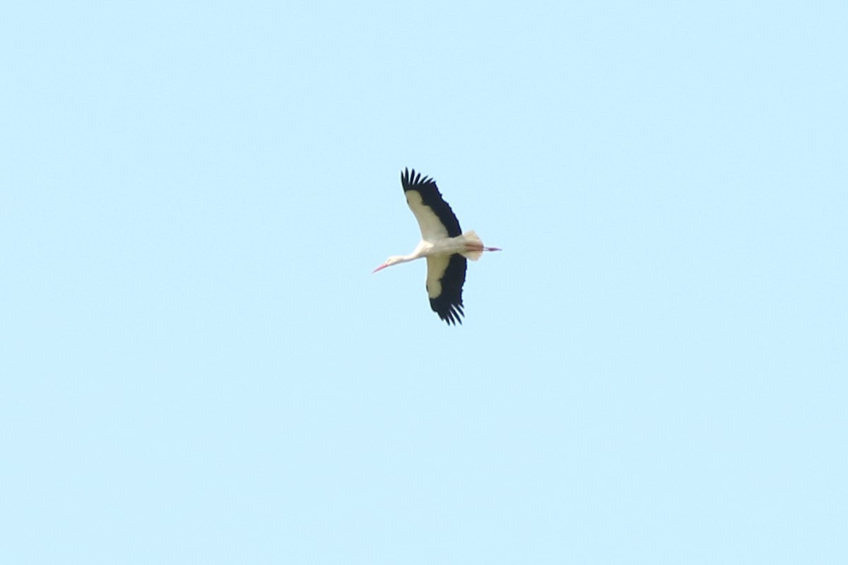 White Stork - ML148288921